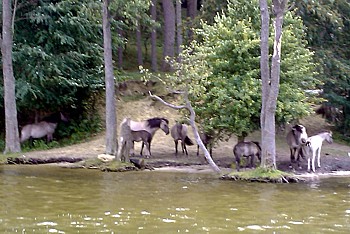 Tarpany - wicej na http://pl.euroanimal.eu/Tarpan