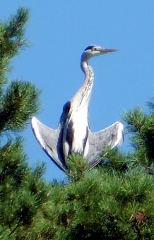 Czapla Siwa