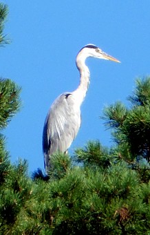 Czapla Siwa