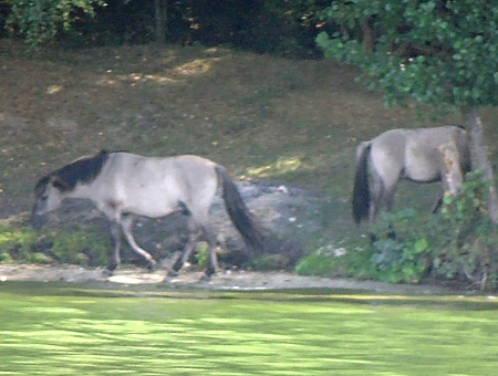 tarpany
