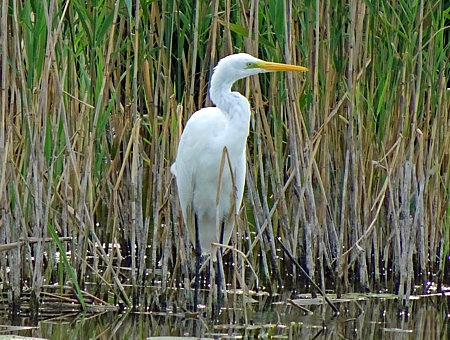 stworzenia due (czapla biaa)