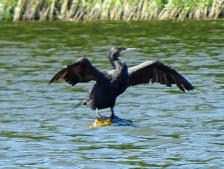 kormoran suszy pira